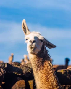 Guia Essencial de Viagem Cusco e Machu Picchu