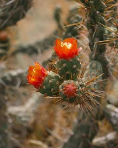 experiências incríveis no Cânion del Colca