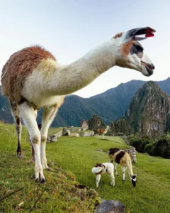 viagem a Machu Picchu